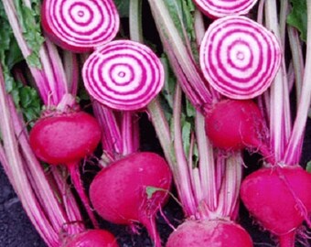 1,000 Chioggia Beets Bullseye Heirloom Beet Seeds