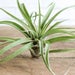 3 Capitata Air Plants - FREE SHIPPING