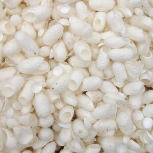 Silk Cut Cocoons, Mulberry Silk Fibres, Bombyx Mori Silk Worm, 10g