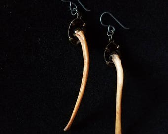 Cat Rib Earrings w/ Anodized Niobium Ear Wires