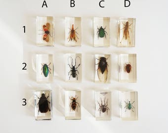 Insect inclusion resin vintage curiosity