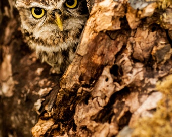 Little owl portrait