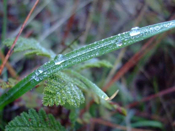 Morning Dew on Grass--greeting card, photography, 5x7, signed, with envelope