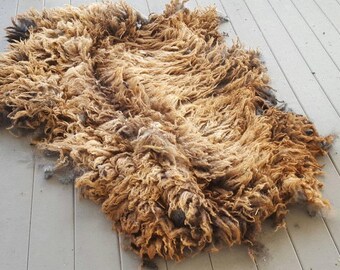 Purebred Coopworth Fleece Ram