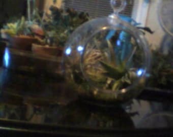 Beautiful Talandsias in an acryllic terrarium