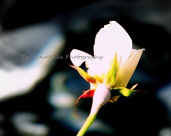 Pure Love 8x10 Fine Art Print
