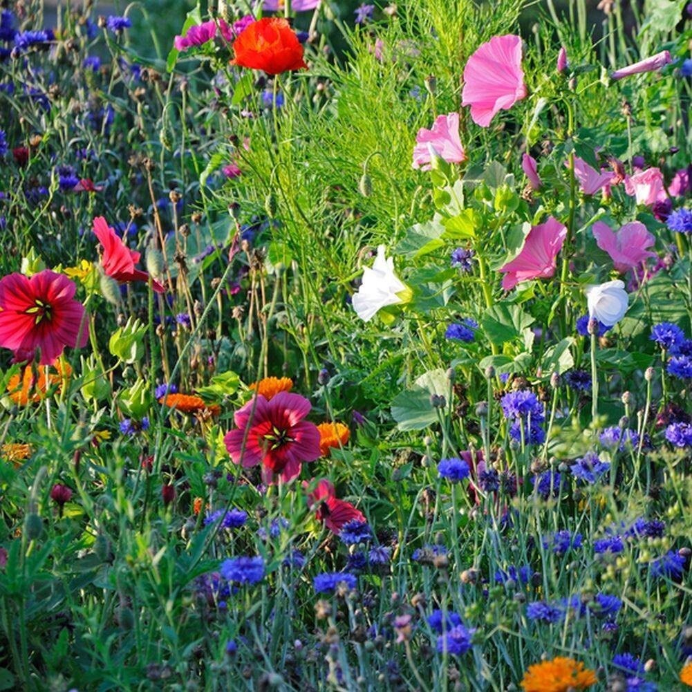 Part Shade Wildflower Mix (250 thru 5 LB seeds) Rare Annual/Perennial Mix! ST05 from zellajake