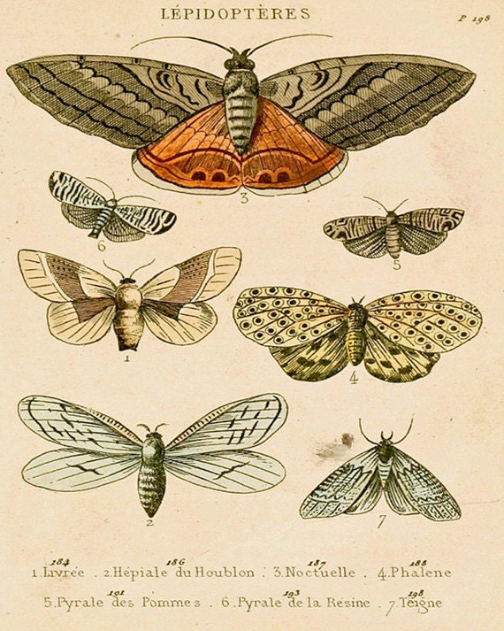Antique Natural History Print The Study of Moths