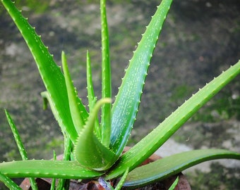 Aloe Vera