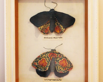 A curiosity cabinet with two fabric moths inside