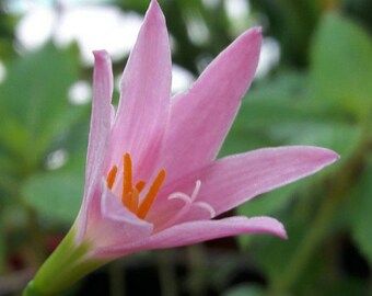 Rain Lily Bulb, Zephyranthes 'Panama Pink', Rainflower, Fairy Lily, Magic Lily, Zephyr Lily, Atamasco Lily, Flowering Size