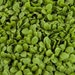 22,000+ Microgreens Seeds- Buttercrunch Lettuce (1 oz. 28.35g.)