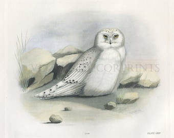 Snowy Owl Print, Hand Coloured Ornithological Print, Antique Birds of Prey by Lilian Marguerite Medland Date 1906-1911.