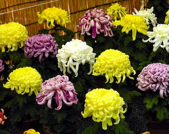 Chrysanthemum Seeds Chrysanthemum Exhibition 100 Seeds