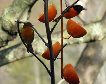Oriole Feeder, Gardening, Feeders, Copper Art Vine Multiple Orange, Copper Bird Feeder, Fork Style
