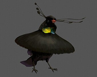 Western Parotia Dancing Postcard 130lb Card Stock