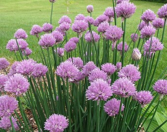 Chives 250 Fresh New Seeds Season 2017 Organic Seeds Bio NonGMO Own Production From My Organic Garden Kitchen Herbs Vegetable Handpicked