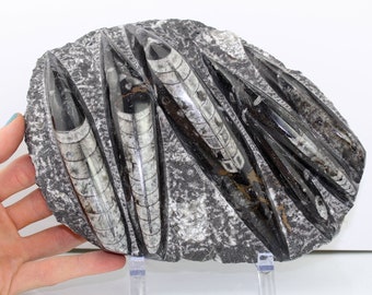 Large Fossilized Orthoceras Shells w/ Stand (1,840 grams, 400 Million Years Old) Real, Natural Fossil Specimen #ORTHO6