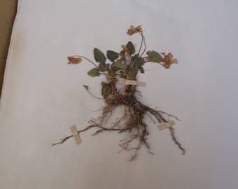 Antique-1887-1889-French-herbarium Viola canine