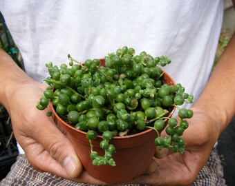 String of Pearls Succulent-Senecio - 4 inch pot