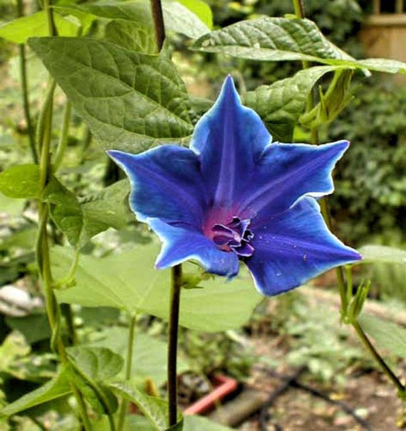 Morning Glory Ipomoea Blue Picotee 10 seeds