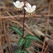 Live Spotted Wintergreen Pipsissewa Plants For Fairy Garden, Terrarium, Garden