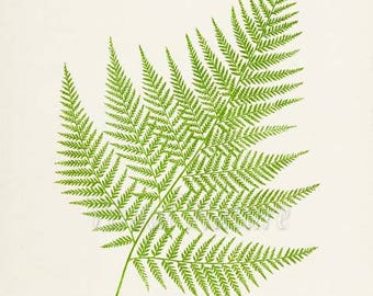 False Shield Fern Art Print, Botanical Art Print, Fern Wall Art, Fern Print, Botanical Print, green art print