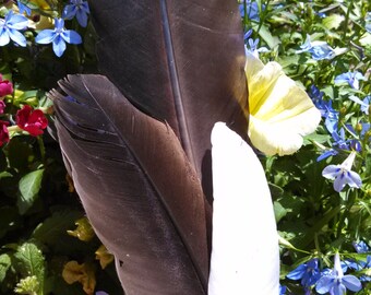 Sumdge Feather, Sacred Space, Ritual, Incense, Spiritual, Ceremony, Smudge, Pagan