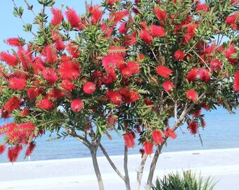 500 Callistemon citrinus Seeds, Crimson Bottlebrush Seeds, Red Bottlebrush,
