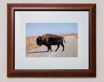 American Bison, Framed Print, Wall Art