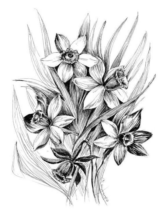 Items similar to black and white botanical drawing daffodil wall art 