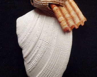 Neocon Shell Pin quarantotto