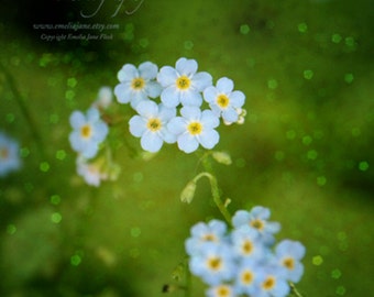 Forget Me Not- Signed Fine Art Photography Print