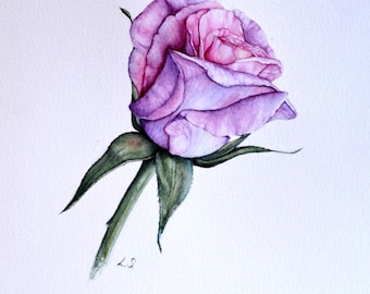 Original watercolor painting Rose , flower illustration , pink rose