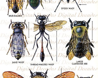 Bees and Other Flying Insects Vintage Art Illustration - Bumble Bee Bugs Science Specimen Mount - Digital Image