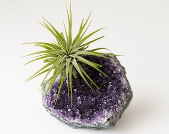 Gold Dipped Amethyst Crystal Air Plant, Dorm Decor, Air Friend, Gold Desk Accessories, Boho Decor, Crystal Air Planter, Amethyst Crystal