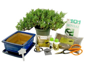 Premium Bonsai Kit - Informal Upright (1059)