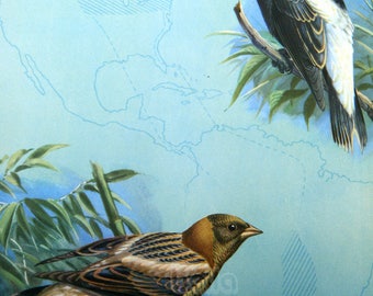 Vintage BIRDS Print - Bobolinks - Early Spring and Summer 1930s Book Illustration by Walter Alois Weber