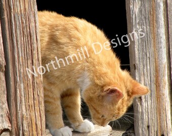 Barn Cat 2, 8 x 10 Limited Edition Print