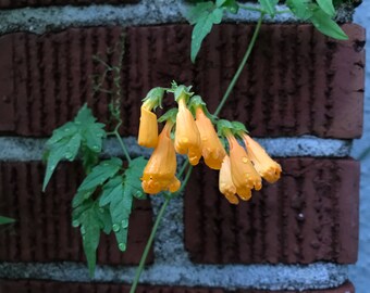 Golden Chilean Glory Vine Seeds (Eccremocarpus scaber)