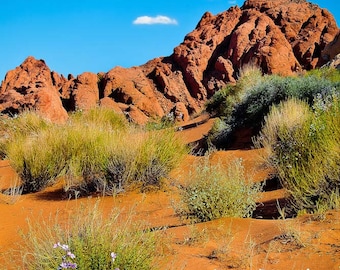 Desert Photography Wall Decor Fine Art Southwest Nature Las