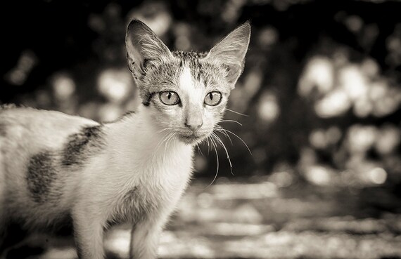 Cat Print ,cat picture,pet print,animal print,photographic print,black and white,limited edition print