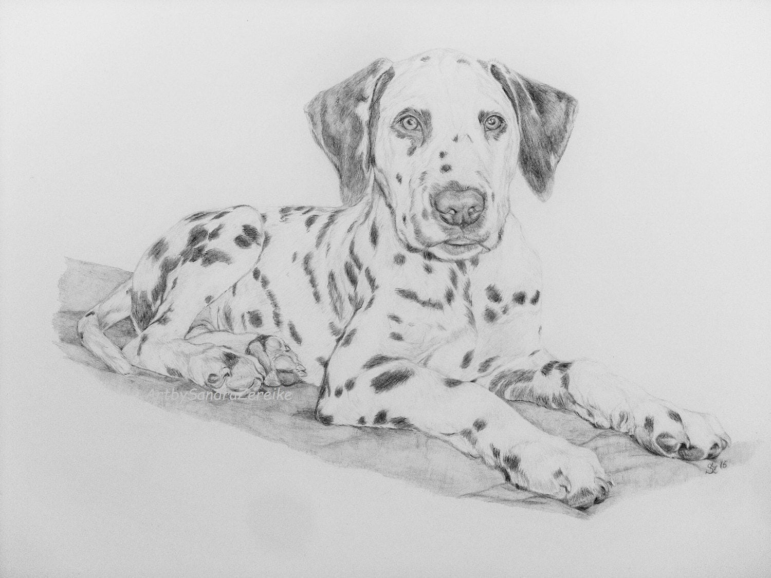pencil drawing Dalmatian puppy original art dog 118 x
