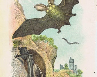 antique print long eared bat 1896