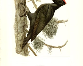 1959 Vintage bird art Black woodpecker Black bird poster Vintage bird print Bird decor Bird gift Vintage bird artwork Bird painting
