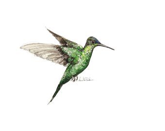 Hummingbird, limited edition A4 gicleé print