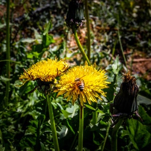 True Wild Dandelion Seeds (~50): Certified Organic, Non-GMO, Heirloom, Open-Pollinated