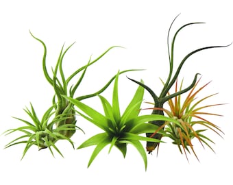 5 Pack Assorted Air Plant Tillandsia's / Wholesale Air Plants
