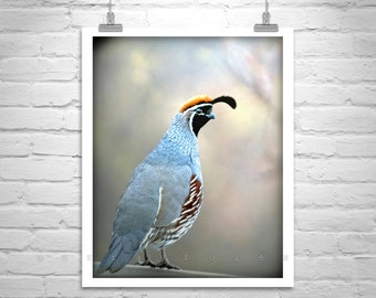 Quail Bird Photography, Bird Art, Quail Picture, Gambels Quail, Gift for Birders, Quail Art, Quail Print, Gift for Bird Lovers, Arizona Bird