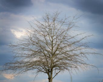 Loneliness as a Tree (color)
